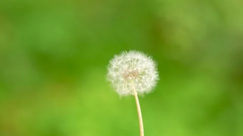 Close up of a single dandelion seed head blowing in the summer breeze Stock Footage 342107127