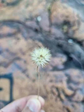 Close-up of a single dandelion seed head Stock Photos