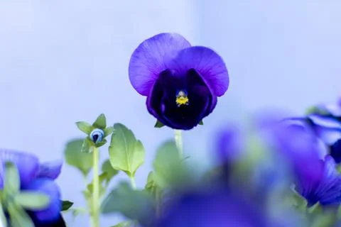 Close-up of a single deep blue pansy flower Stock Photos
