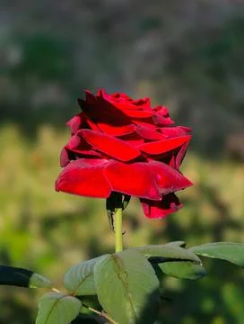 Close-up of a single deep red rose in bloom with velvety petals and green l.. Stock-Fotos