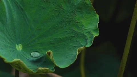 Close up of a single dewdrop resting on a vibrant green lotus leaf Stock Footage 341955702