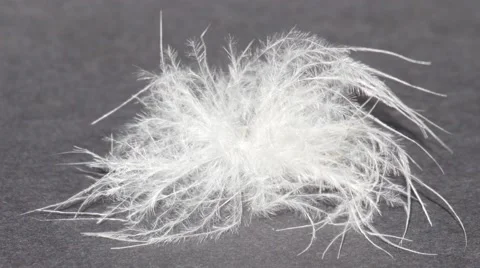 Close up of a single Down feather moving Stock-Footage 61368195