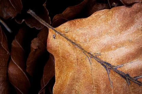 Close up of a single dried brown autumn leaf resting on a dark forest floor.. Stock Photos