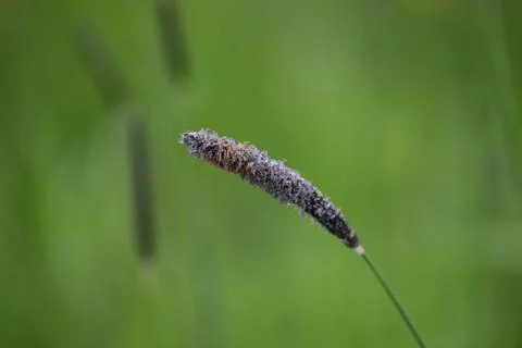 Close-up of a single dried grass seed head with a soft green blurred backgrou Stock Photos