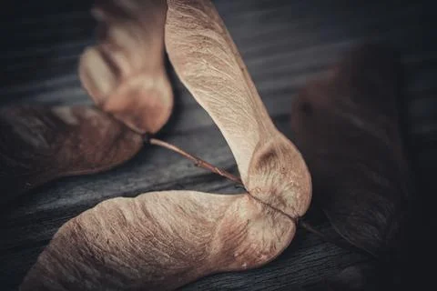 A close-up of a single dried maple seed lying on a dark. Stock Photos