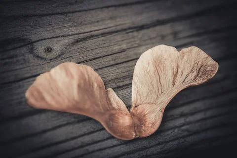 A close-up of a single dried maple seed lying on a dark. Stock Photos