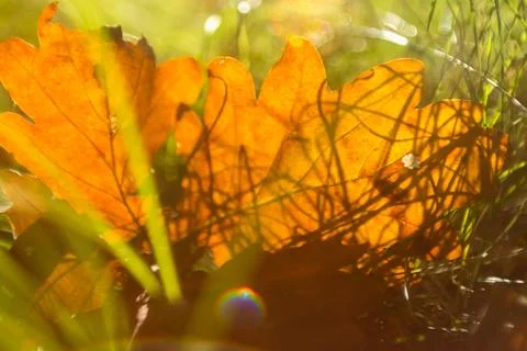 A close-up of a single, dried orange leaf on the ground, with sunlight castin Stock Photos