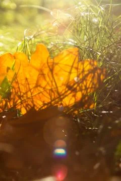 A close-up of a single, dried orange leaf on the ground, with sunlight castin Stock Photos