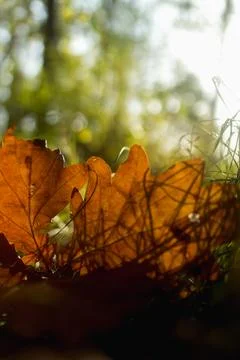 A close-up of a single, dried orange leaf on the ground, with sunlight castin Stock Photos