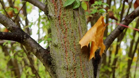 Close-up of a single dry leaf brushing against a tree trunk with visible ba.. Stock Footage 320737488