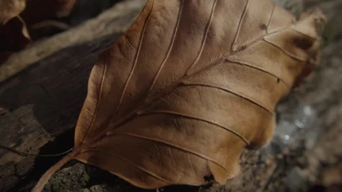 Close-Up of a Single Dry Leaf on Forest Floor Stock Footage 289637688