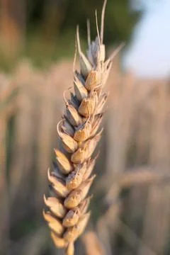 Close-up of a single ear of wheat growing in an arable field Foto stock