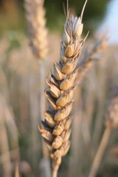 Close-up of a single ear of wheat growing in an arable field Stock Photos