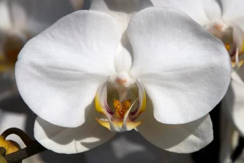 Close-up of a single flowering white moth orchid Stock Photos