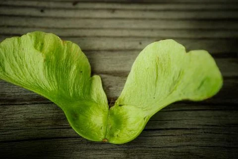 A close-up of a single fresh, green maple acorn. Stock Photos