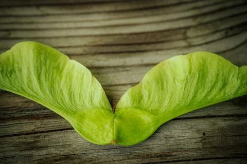 A close-up of a single fresh, green maple acorn. Stock Photos