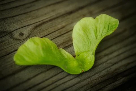 A close-up of a single fresh, green maple acorn. Stock Photos