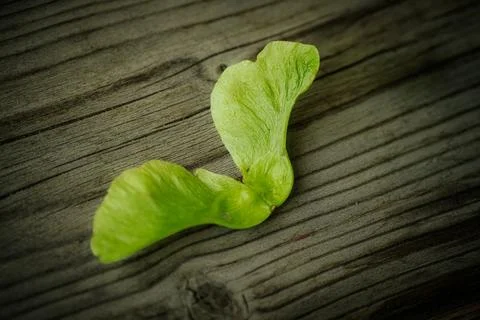 A close-up of a single fresh, green maple acorn. Stock Photos