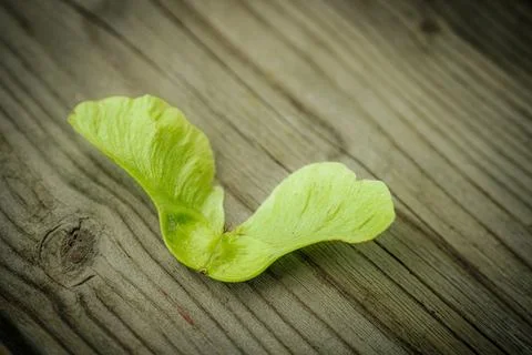 A close-up of a single fresh, green maple acorn. Stock Photos