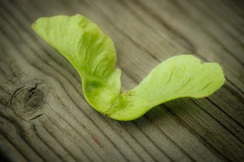 A close-up of a single fresh, green maple acorn. Stock Photos