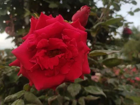 Close-up of a single, fully bloomed red rose Stock Photos