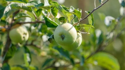 Close-up of a single green apple on tree branch Stock Photos