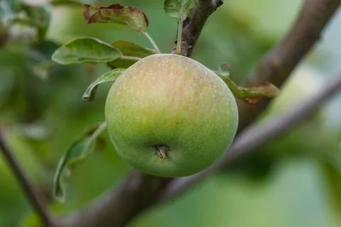 Close-up of single green apple on tree Foto stock