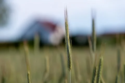 Close up of a single green ear of grain growing in a field before harvest Фото
