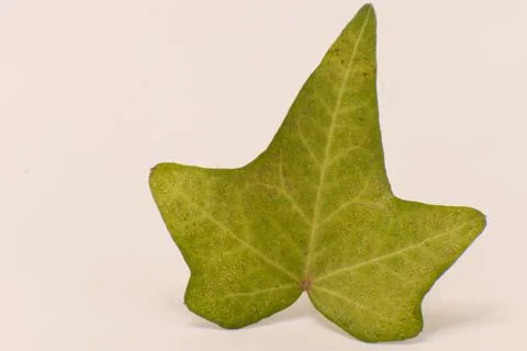 Close-up of a single green ivy leaf on a light background, highlighting its t Stock Photos