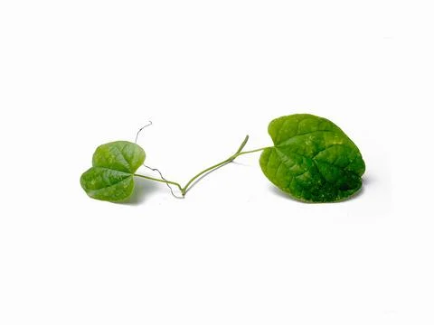 Close up of a single green leaf isolated on a white background.minimalist nat Stock Photos