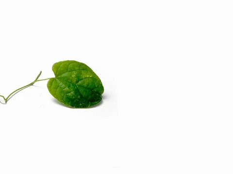 Close up of a single green leaf isolated on a white background.minimalist nat Stock Photos