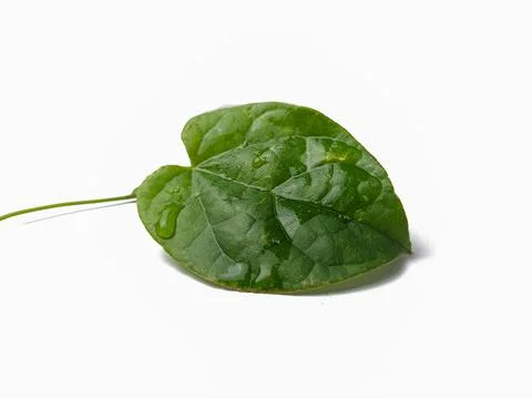 Close up of a single green leaf isolated on a white background. minimalist na Stock Photos