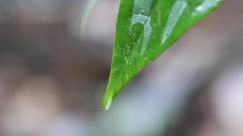 Close up of a single green leaf with water droplets falling slowly Video stock 342020295