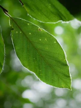Close Up of a Single Green Leaf With White Border in a Forest Fotos de archivo
