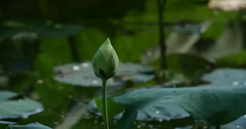 Close up of a single green lotus bud in a tranquil summer pond Stock-Footage 342119545