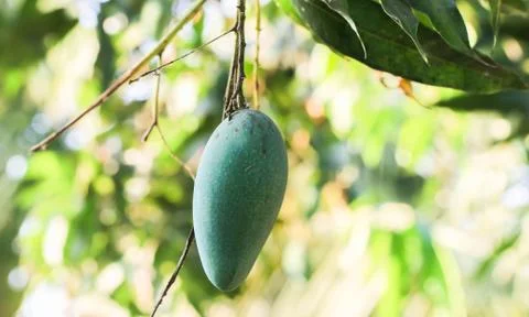 Close up of Single green mango on the tree Stockfoto's