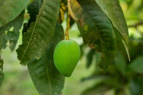 Close Up single green raw mango and it is the seasonal fruits Stock Photos