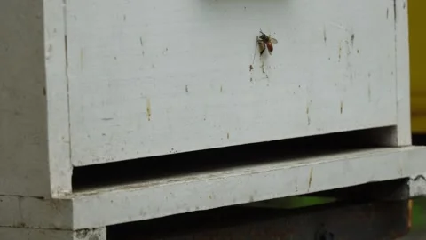 Close-up of a single honeybee resting on the side of a worn white wooden beehive Video stock 337871643