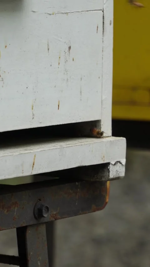 Close-up of a single honeybee resting on the side of a worn white wooden beehive 動画素材 337871644