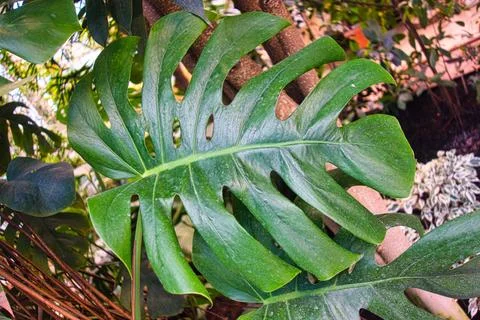 Close-up of a single horizontal Monstera leaf . surrounded by tropical foliage. Stock Photos