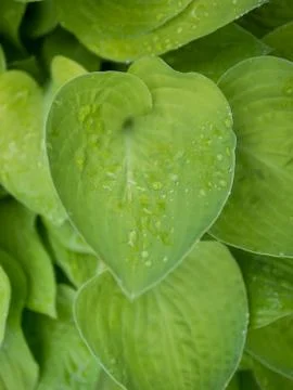 Close up of single hosta leaf Stock Photos