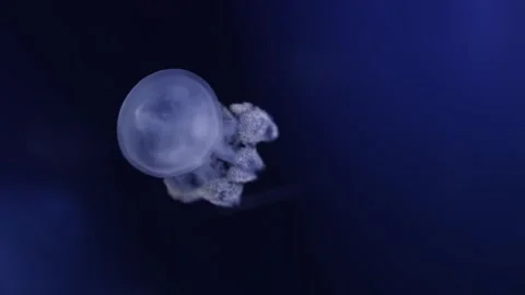 Close-up of a single jellyfish floating serenely in the dark blue water. The int Stock Footage 291841323