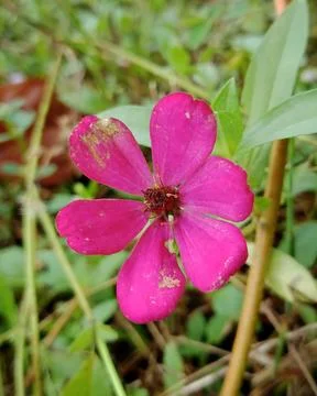 Close up of a single layer pink Zinnia flower in a natural meadow Stock Photos