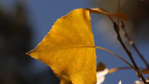 Close up of a single leaf changing colors in Autumn Stock Footage 140516061