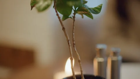 Close up of single leafy potted plant with warm soft lighting and candle glow in Stock Footage 346732265