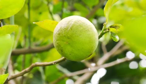Close up of single lemon tree in the garden Stock Photos