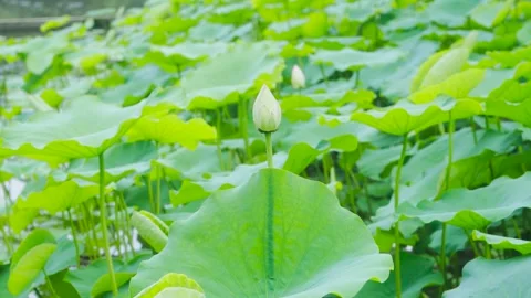 Close up of a single lotus bud rising above lush green lily pads Stock Footage 342217713