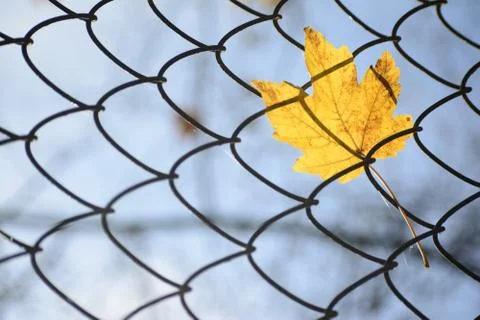 Close up of single maple yellow leaf hanging in metal net- autumn concept clo Stock Photos