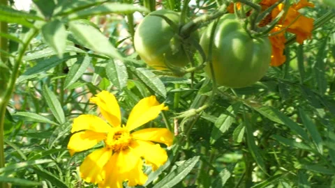 Close up on a single marigold and green tomatoes on the plant Stock Footage 150479378