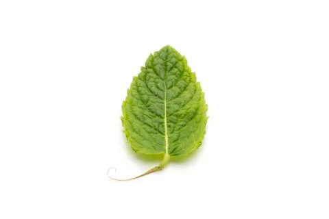 Close-up of Single Mint Leaf on White Background Stock Photos